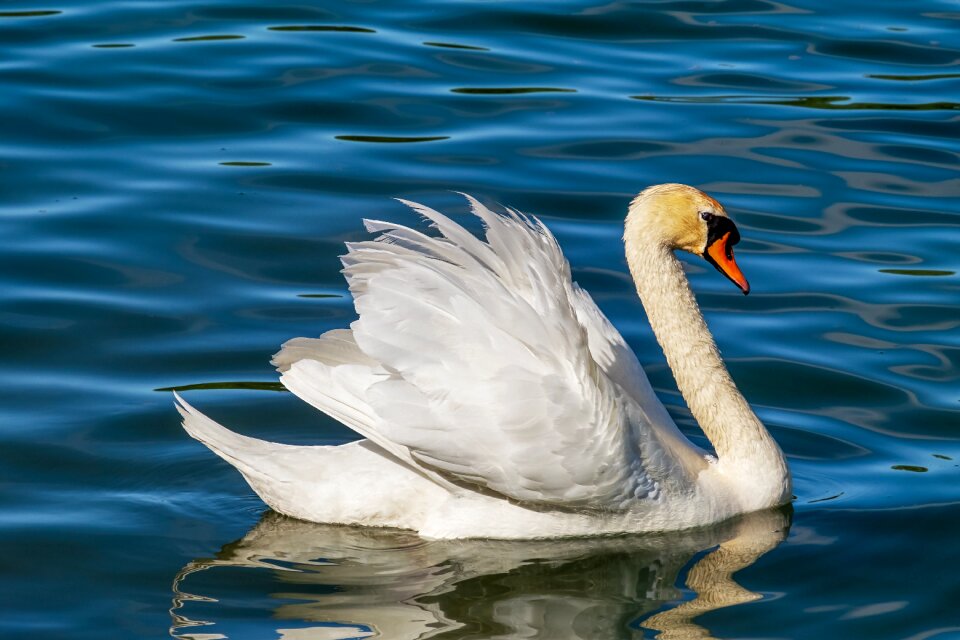 Bird water bird schwimmvogel