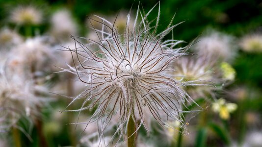 Nature summer blossom