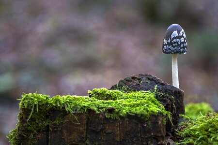 Mushroom forest moss