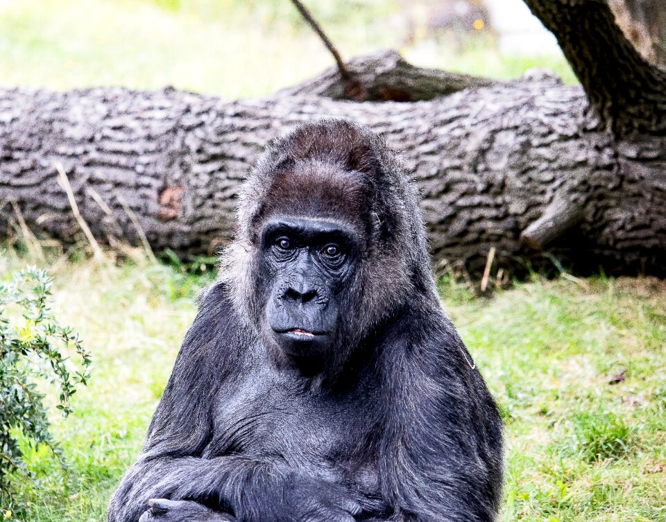 Monkey primate female
