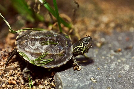 Water tortoise shell nature photo