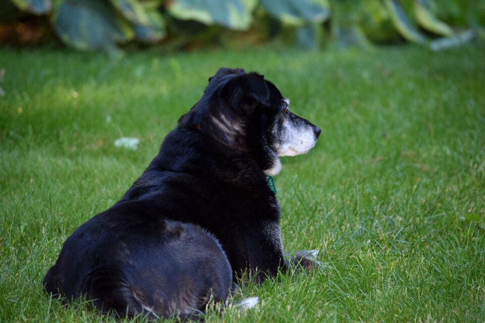 Canine attention dedication