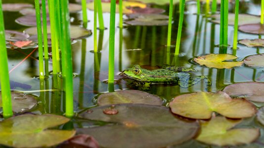 Nature water frog