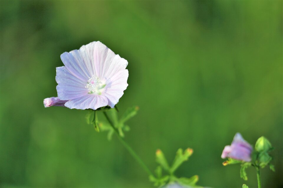 Green meadow nature