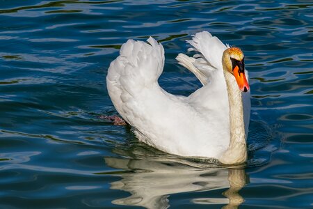 Bird water bird schwimmvogel photo