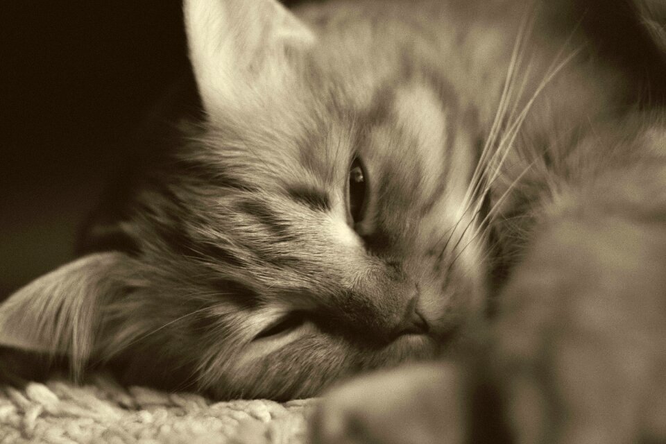 Fluffy cat pet animals