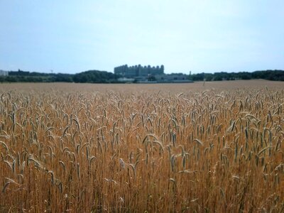 Landscape summer cornfield