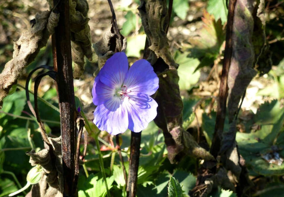 Autumn plant close up