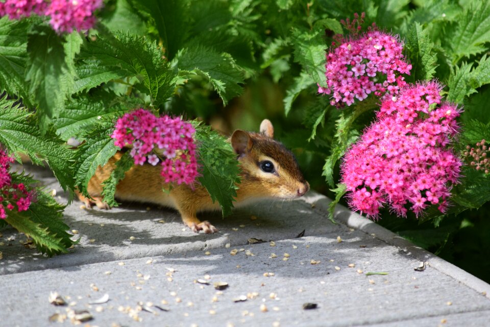 Nature flowers animal