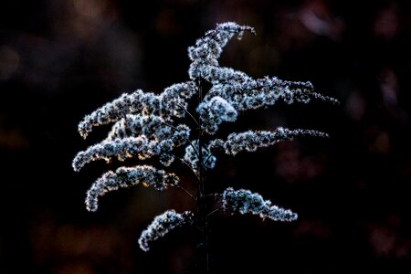 Plants nature close