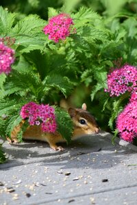 Nature flowers animal