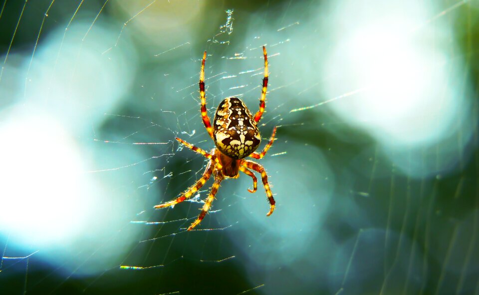 Spider's web bokeh animals