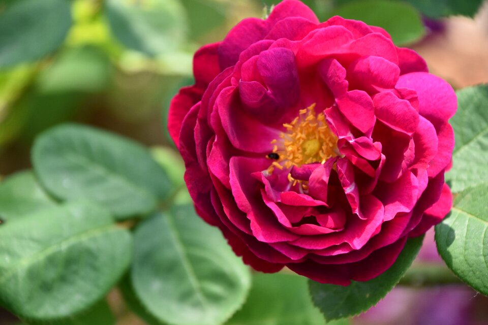 Pink rose rosebush petals