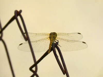Winged insect cordulegaster boltonii grating