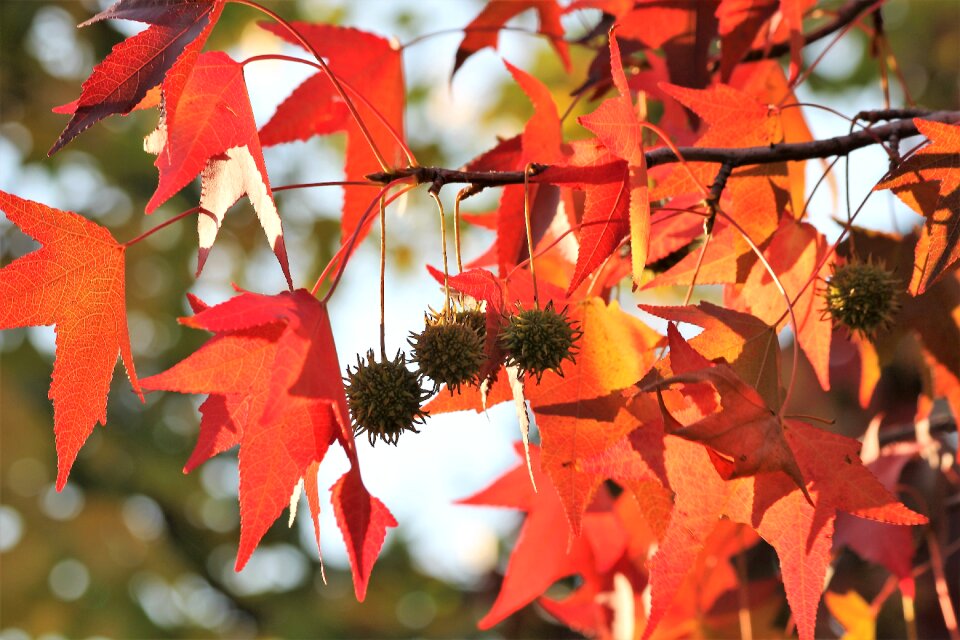 Branch tree autumn