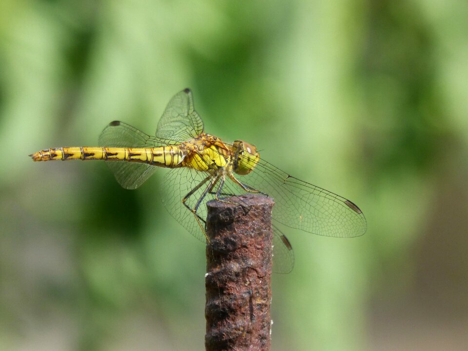 Detail winged insect cordulegaster boltonii