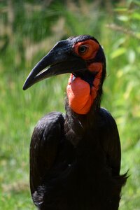 Ground-hornbill avian black
