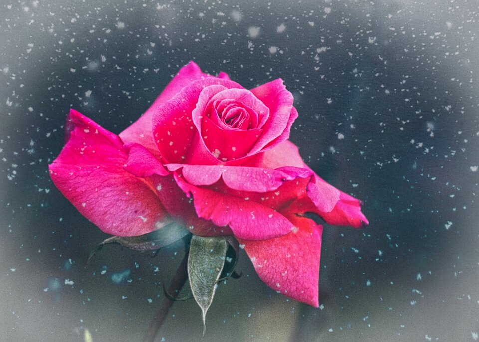 Fantasy rose bloom beauty