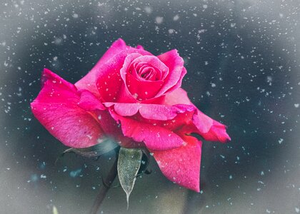 Fantasy rose bloom beauty