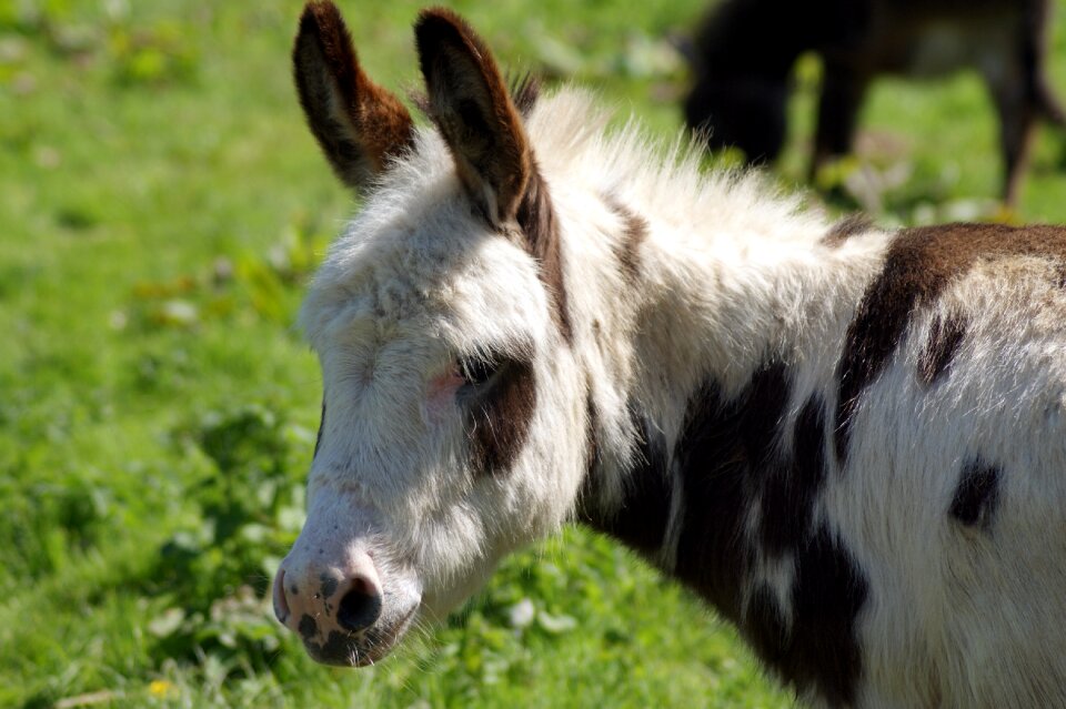 Nature farm wildlife donkey