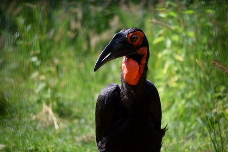 Ground-hornbill avian black