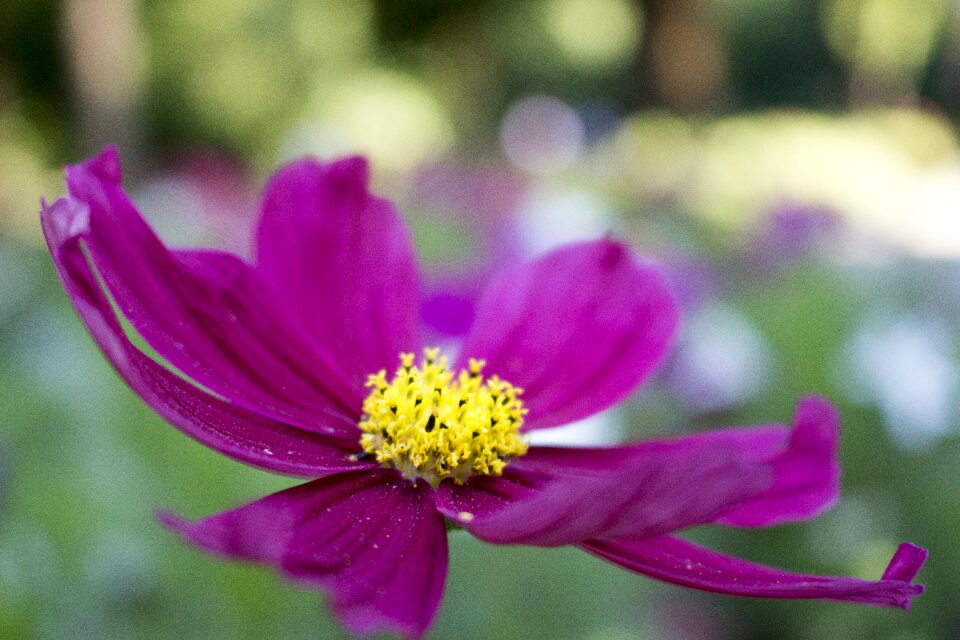 Flower blurry background summer