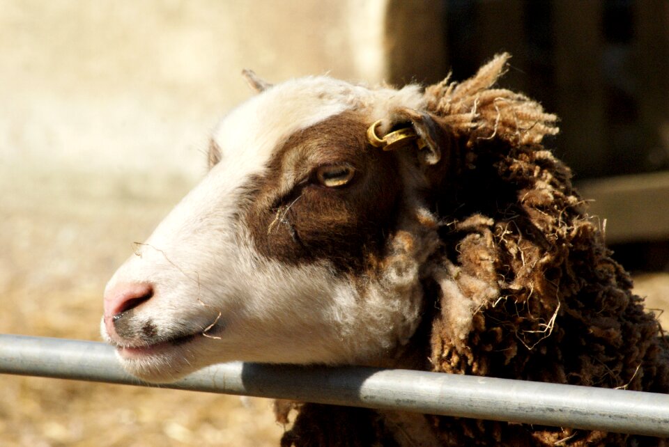 Agriculture mammal livestock sheep