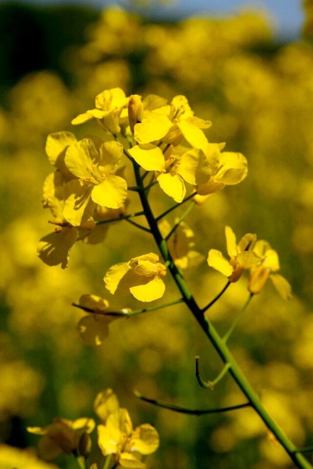 Field of rapeseeds blossom bloom