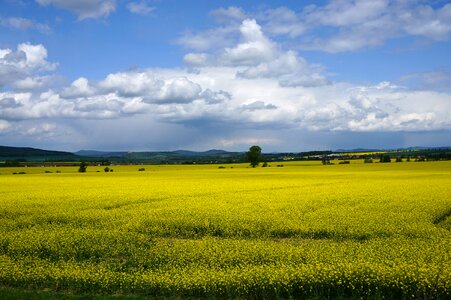 Yellow field agriculture photo