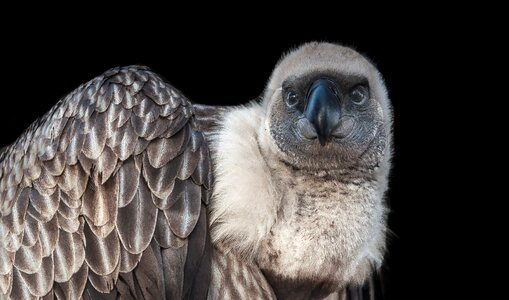 Vulture white-collard vulture africa photo