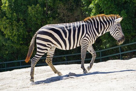 Stripes safari zoo