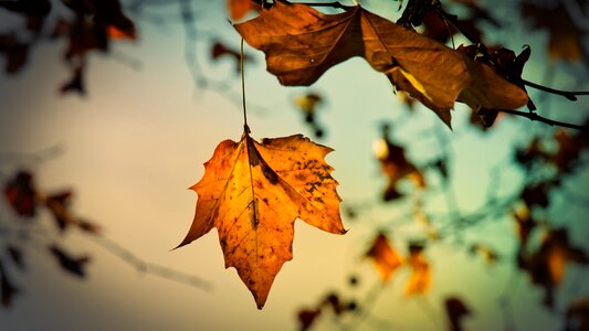 Mood autumn colours yellow
