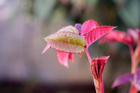 Leaves environment mood photo