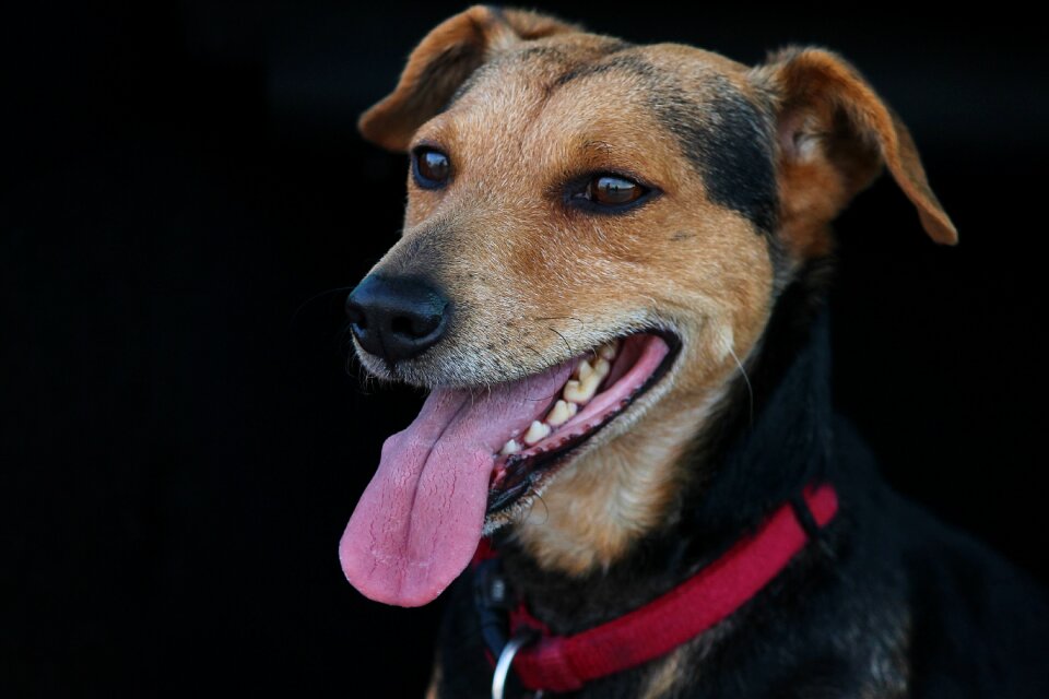 Portrait pet animal
