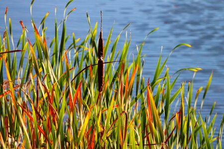 Marsh plant nature water