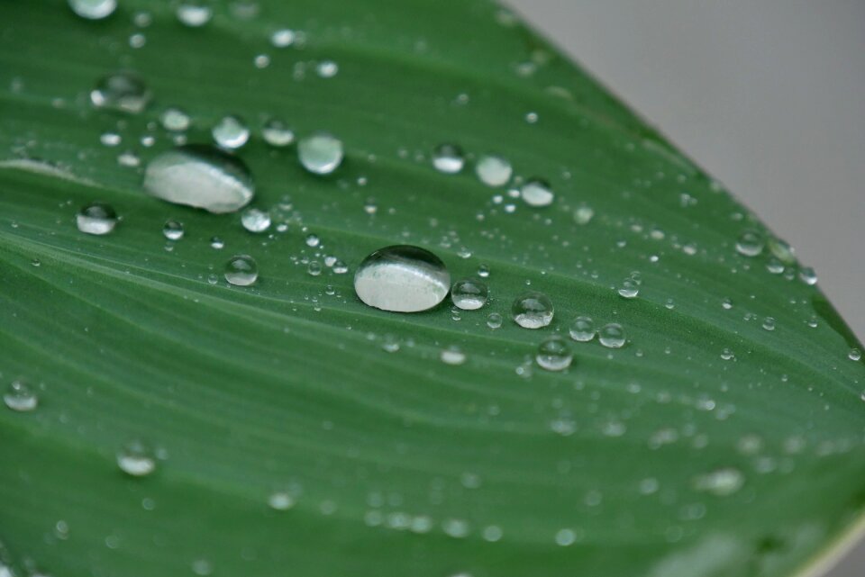 Drop of water structure plant
