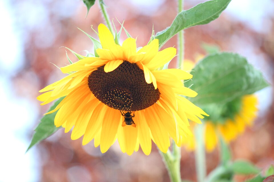 Yellow summer flower