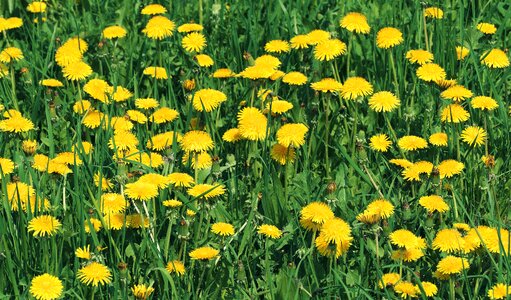 Flower basket of flowers wild flower photo