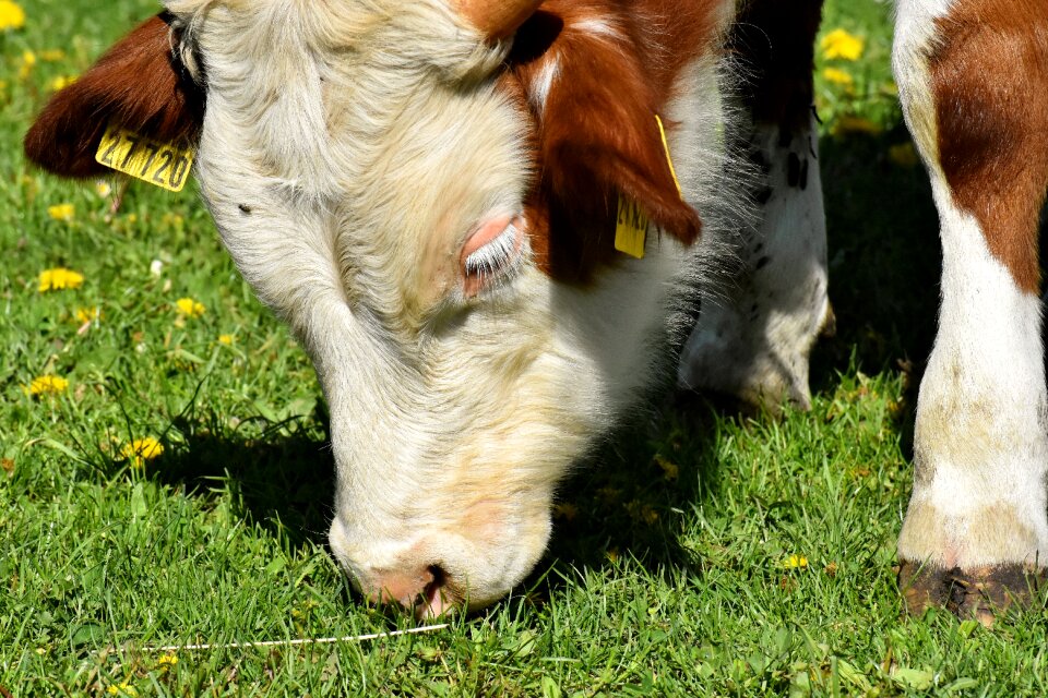 Animals farm good aiderbichl
