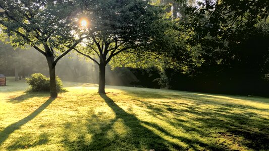 Tree meadow sun