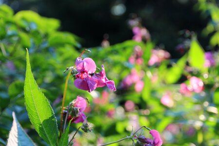 Macro blossom blossom