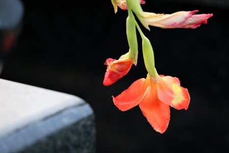 Black marble colorful flower