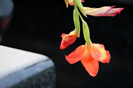 Black marble colorful flower photo