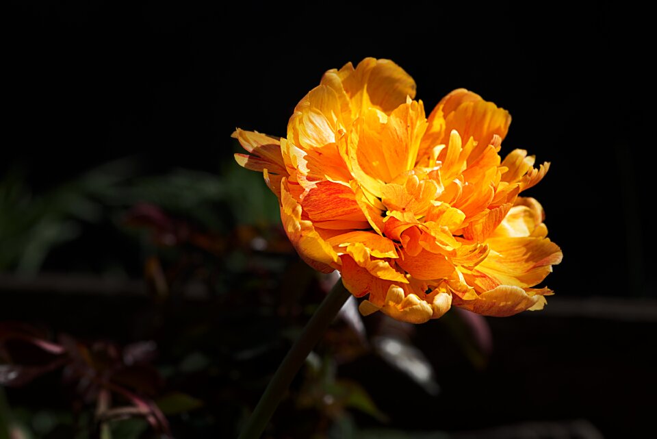 Pentecost flower blossom