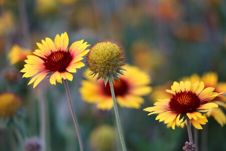Colorful flower bloom