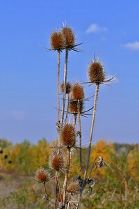 Environment vegetation autumn