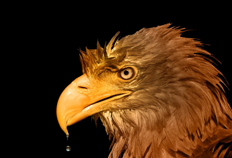 Animals nature bird