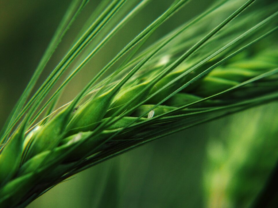 Nature agriculture harvest