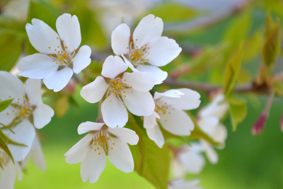 Handsomely cherry white