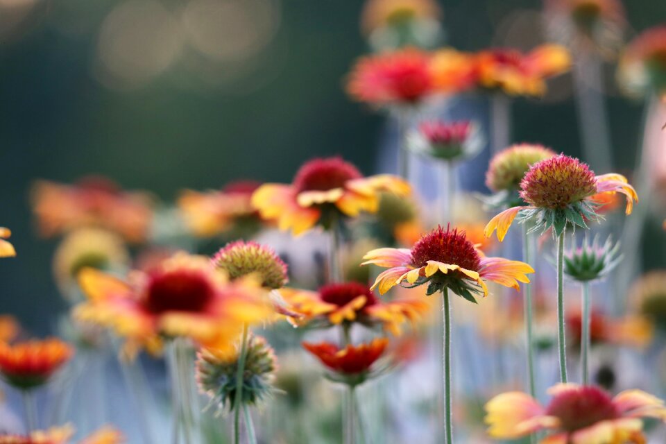 Colorful flower bloom